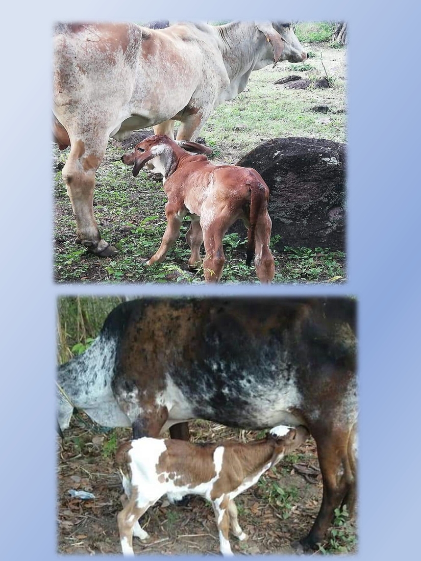 inseminacion-artificial-bovina